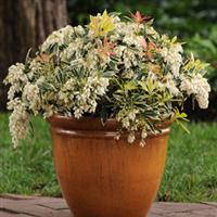 Pieris Fire And Ice