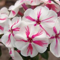 Phlox paniculata Twister