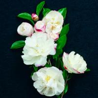 Camellia Boulevard Jenni White