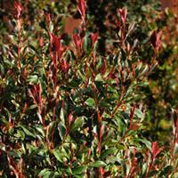 Photinia Dynamo Red<sup>®</sup>