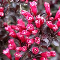 Weigela Merlot Rose