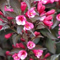 Weigela Merlot Pink