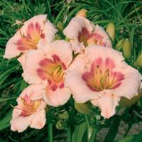 Hemerocallis Blush 'N Pink Eye