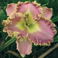 Hemerocallis Lavender Tutu