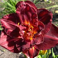 Hemerocallis Burgundy Love