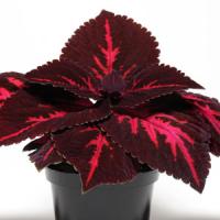 Emotions Passionate Coleus