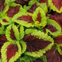 Emotions Inspired Coleus