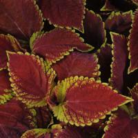Emotions Sophisticated Coleus