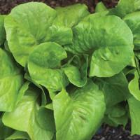 Burpee Bibb Lettuce