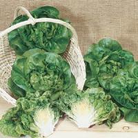 Burpee Bibb Lettuce