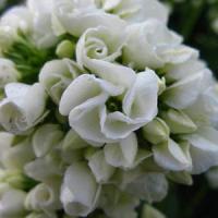 Phlox paniculata Tiara