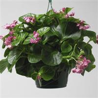 Queen Pink Begonia