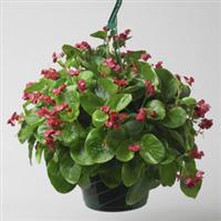 Queen Red Begonia