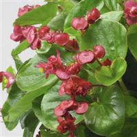 Queen Red Begonia