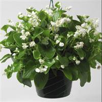 Queen White Begonia