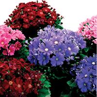 Satellite Mix Cineraria