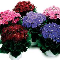 Satellite Mix Cineraria