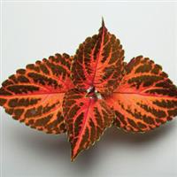 Festive Dance Coleus
