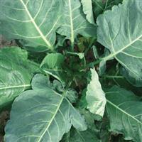 Bulldog Collards