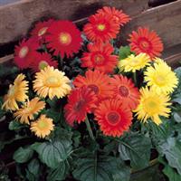 Festival Semi Double Mix Gerbera