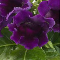MultiBells Blue Gloxinia