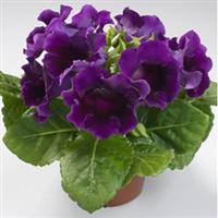 MultiBells Blue Gloxinia