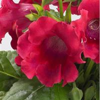 MultiBells Cherry Gloxinia
