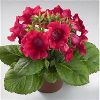MultiBells Cherry Gloxinia