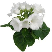 MultiBells White Gloxinia
