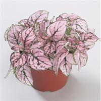Confetti Pink Hypoestes