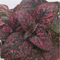Confetti Red Hypoestes