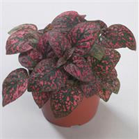 Confetti Red Hypoestes
