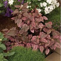 Confetti Rose Hypoestes