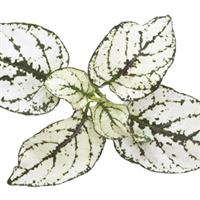Confetti White Hypoestes
