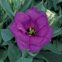 Matador Blue Lisianthus