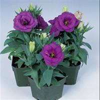 Matador Blue Lisianthus