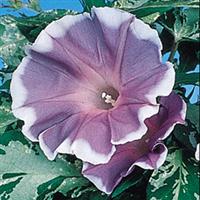 Good Morning Blue Morning Glory