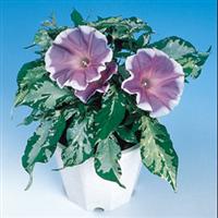 Good Morning Blue Morning Glory