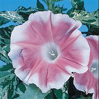 Good Morning Pink Morning Glory