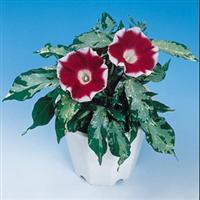 Good Morning Red Morning Glory