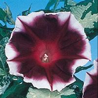 Good Morning Violet Morning Glory