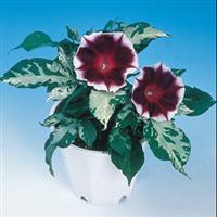 Good Morning Violet Morning Glory