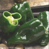 Tiburon Pepper