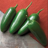 Capsico Pepper