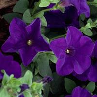 Explorer Blue Petunia
