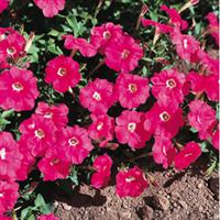 Explorer Coral Petunia