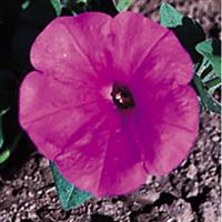 Explorer Lavender Petunia
