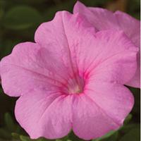 Explorer Pink Petunia