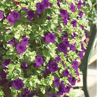Explorer Purple Petunia