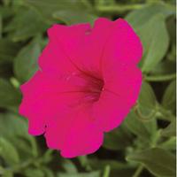 Explorer Rose Petunia